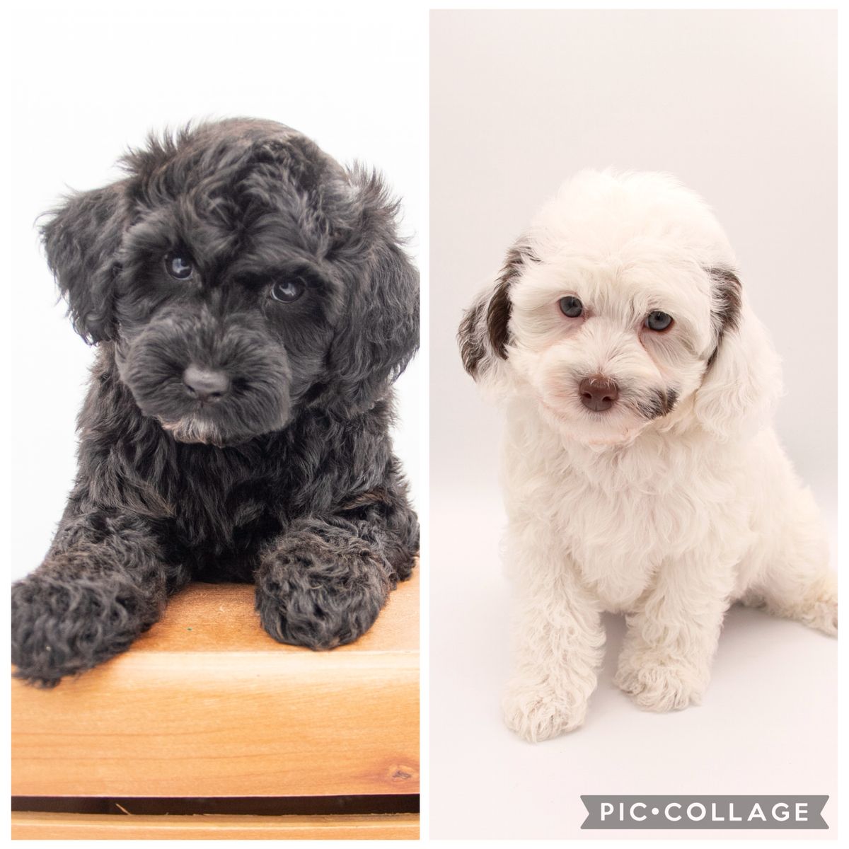 Micro Male Double Doodle Ready - Toy Goldendoodle