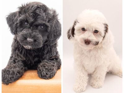 Micro Male Double Doodle Ready - Toy Goldendoodle