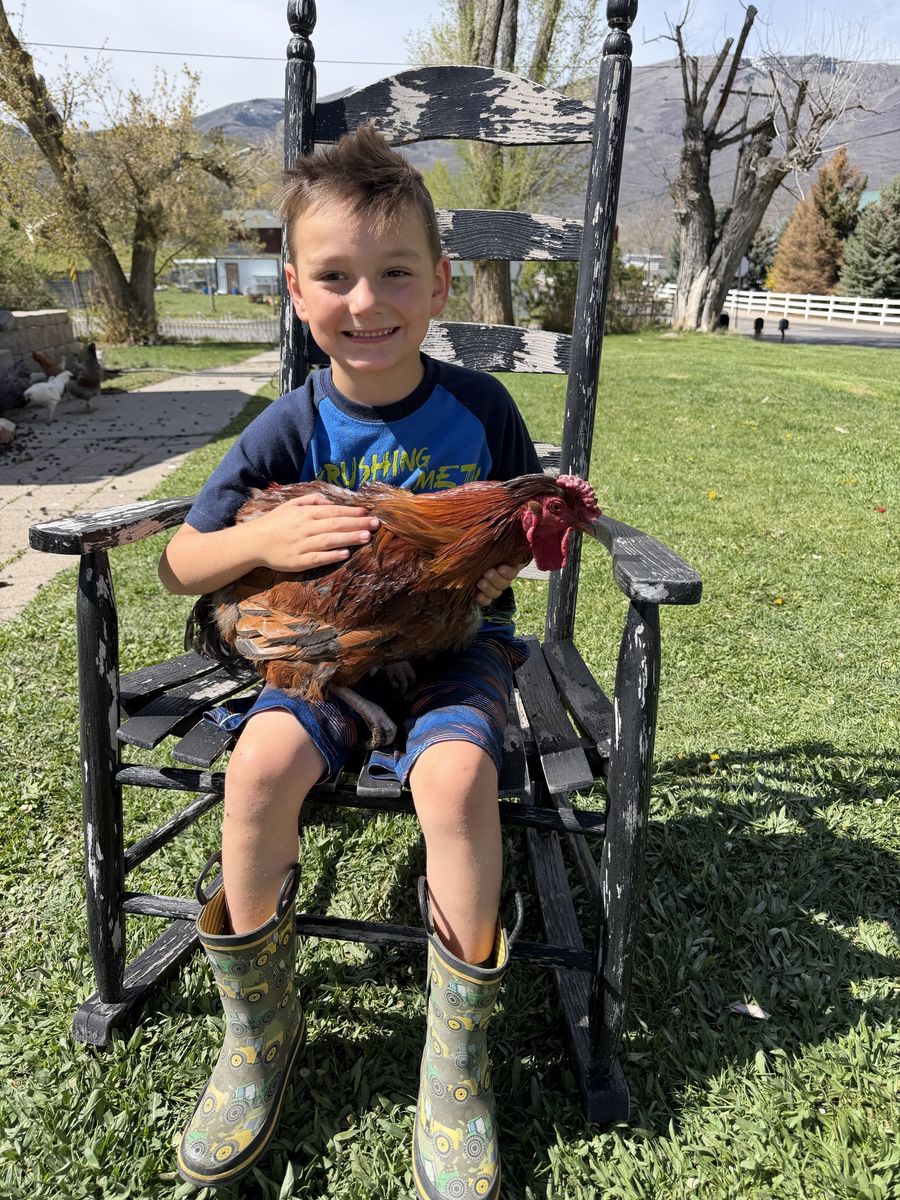 Double Green gene roosters