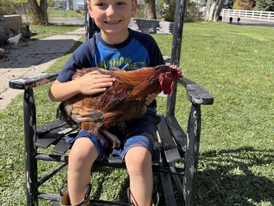 Double Green gene roosters