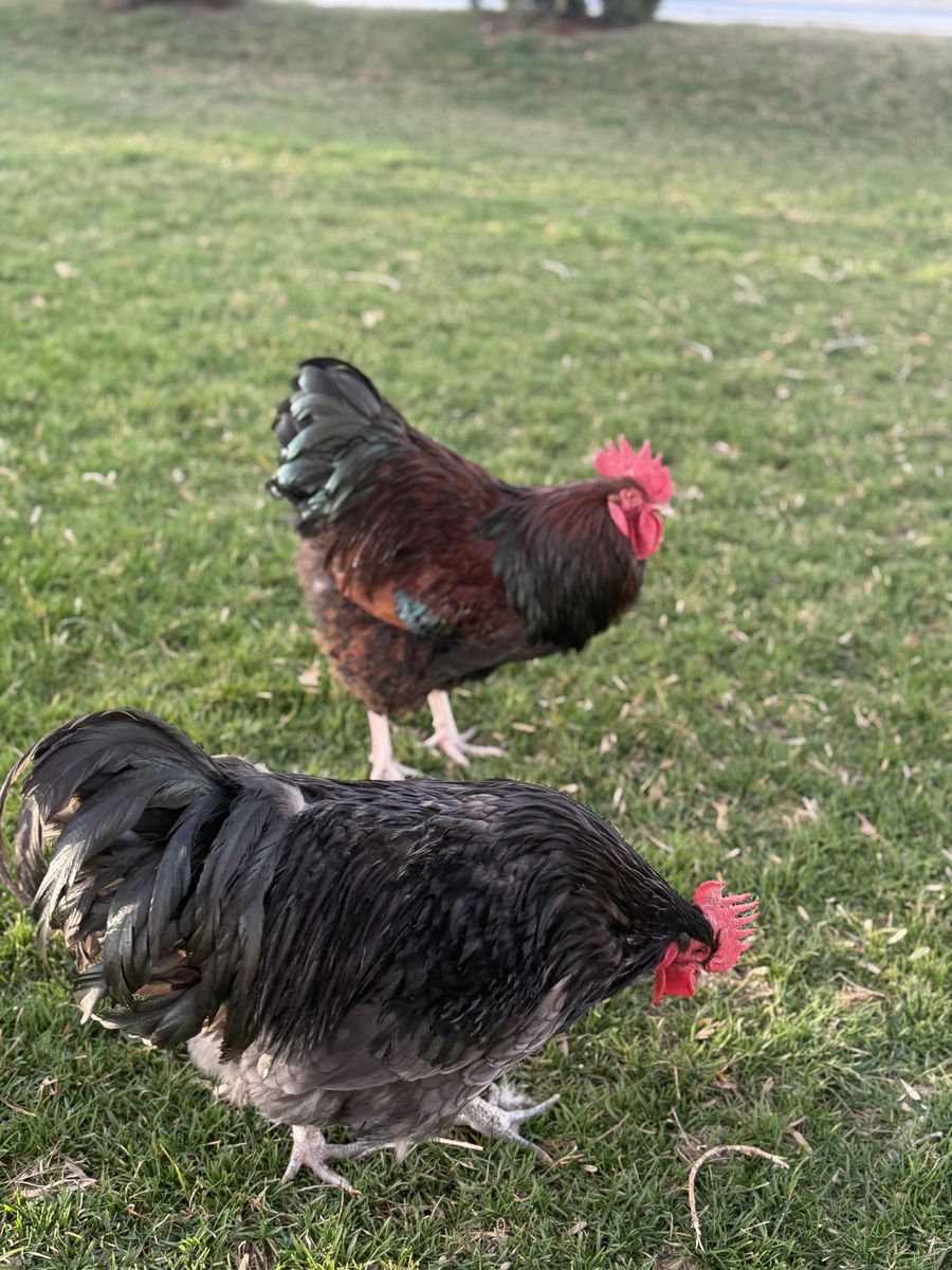 Purebred roosters available for free