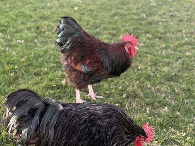 Purebred roosters available for free