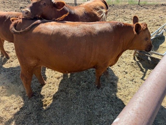 Beef For Sale