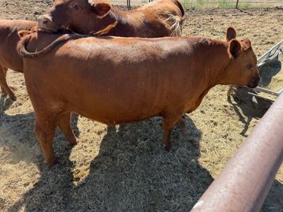 Beef For Sale