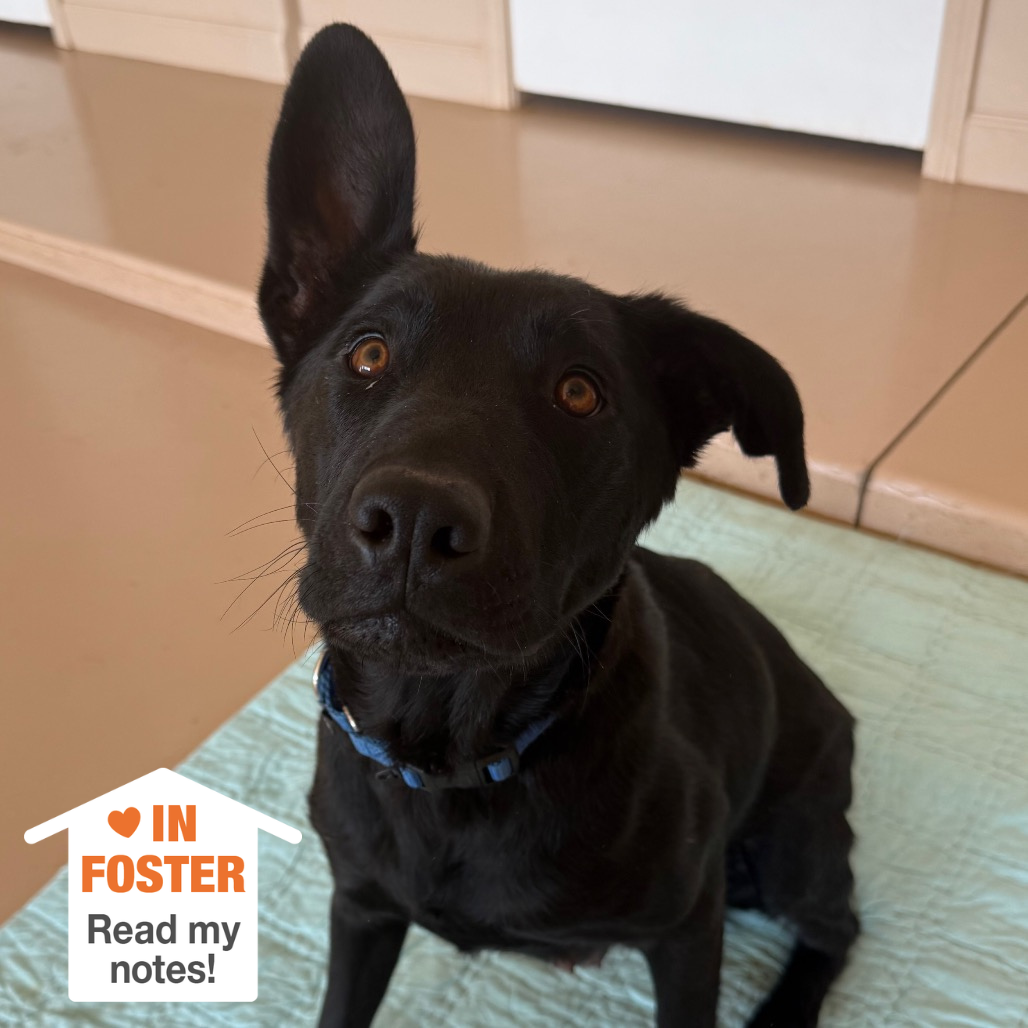 Hello my name is Arcadia