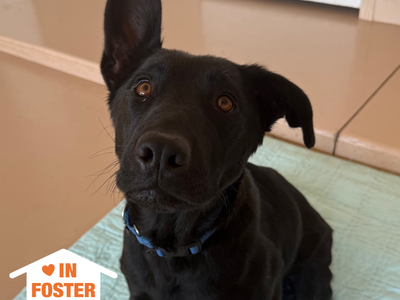 Hello my name is Arcadia