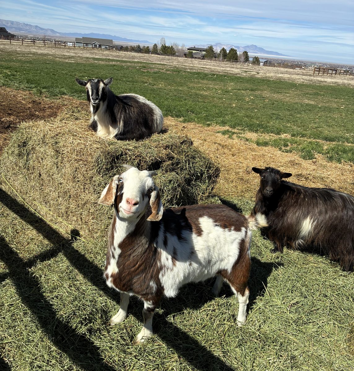 Healthy Goats For Sale - Farm Raised Livestock