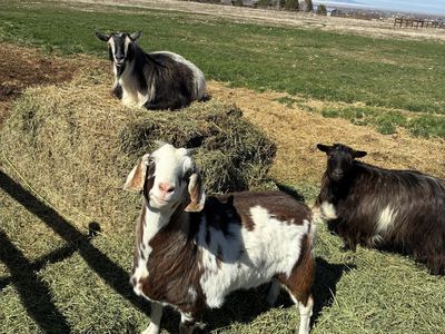 Healthy Goats For Sale - Farm Raised Livestock
