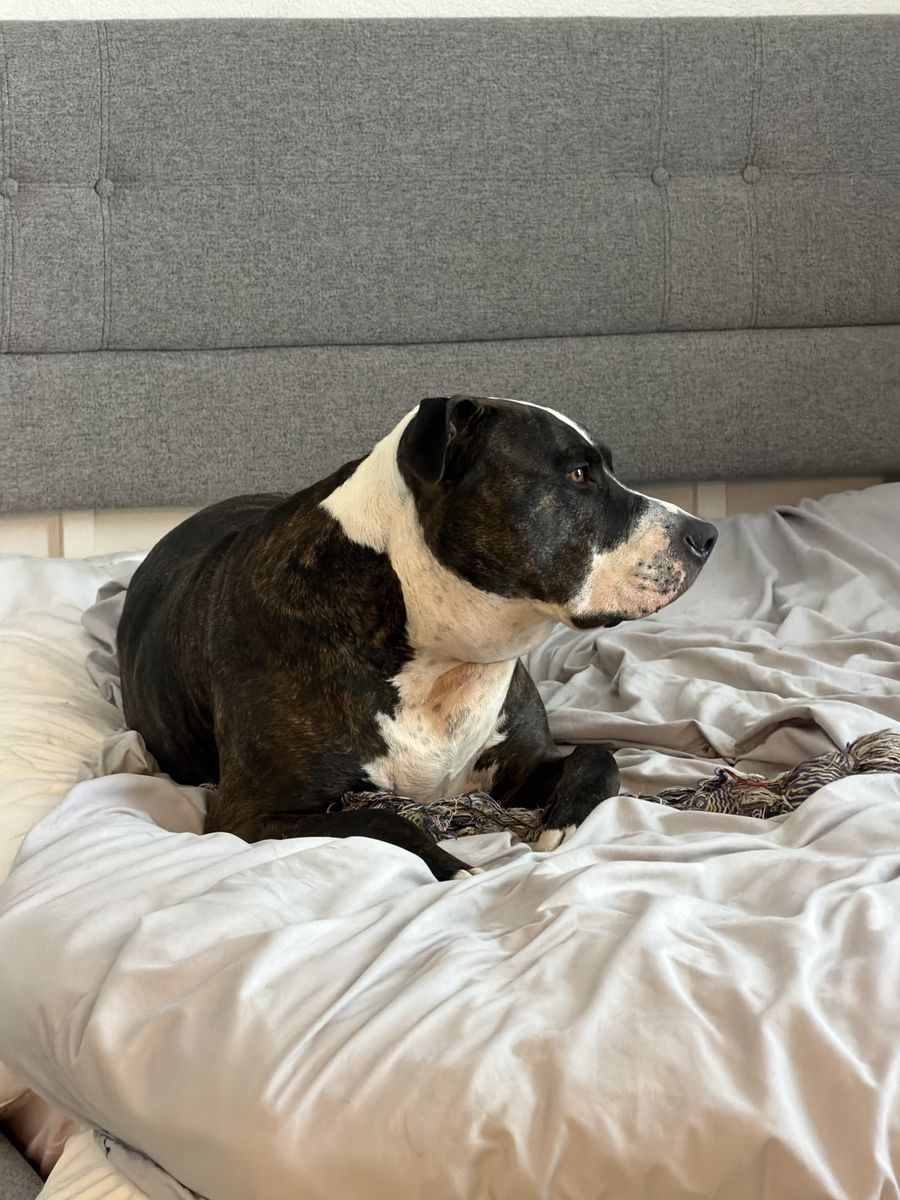 5 year old Pit Bull