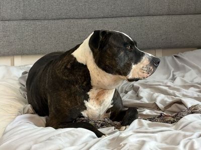 5 year old Pit Bull