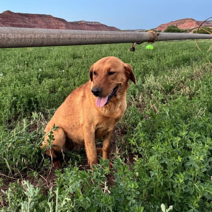 AKC FOX RED LABRADOR RETRIEVER