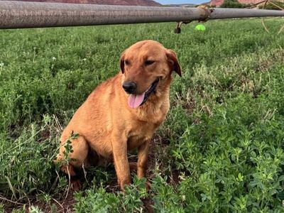 AKC FOX RED LABRADOR RETRIEVER