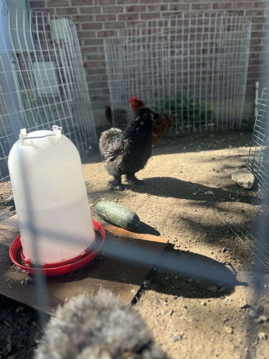Black silky Roosters FREE