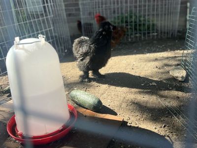 Black silky Roosters FREE