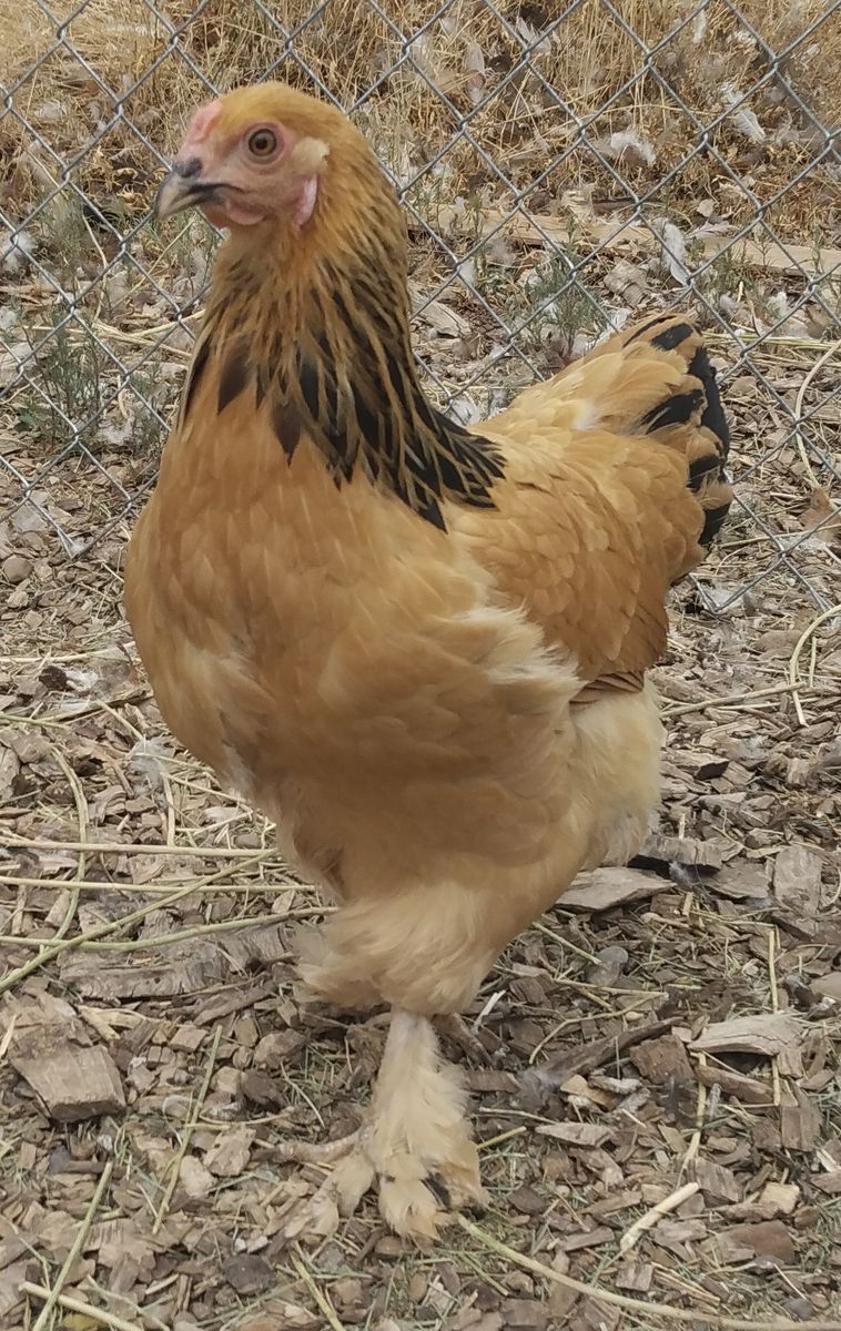 BUFF BRAHMA Hen Chickens 4 months old for Sale