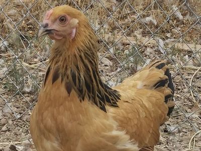 BUFF BRAHMA Hen Chickens 4 months old for Sale