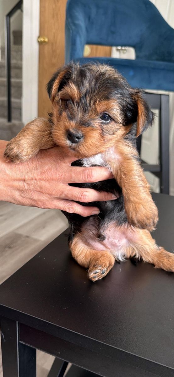 Puppy’s
