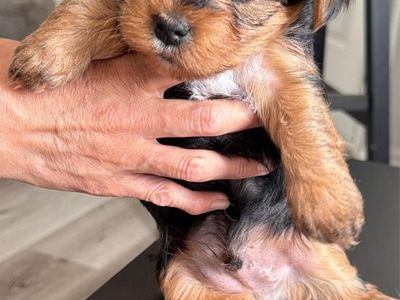 Puppy’s