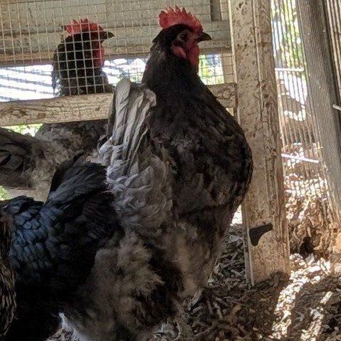 Variety of very prolific young laying hens