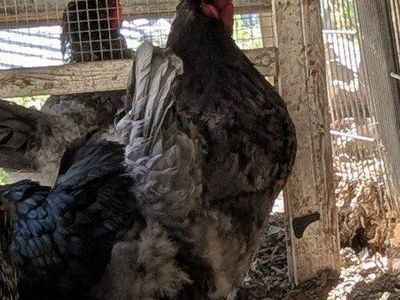 Variety of very prolific young laying hens