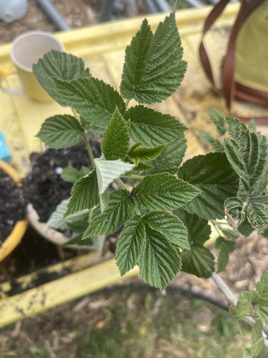 Raspberry start