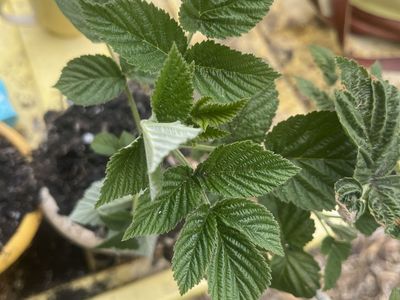 Raspberry start