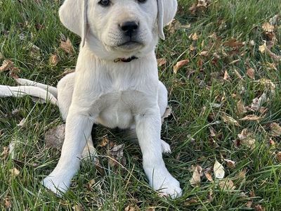 LAB PUPPIES AKC REGISTERED