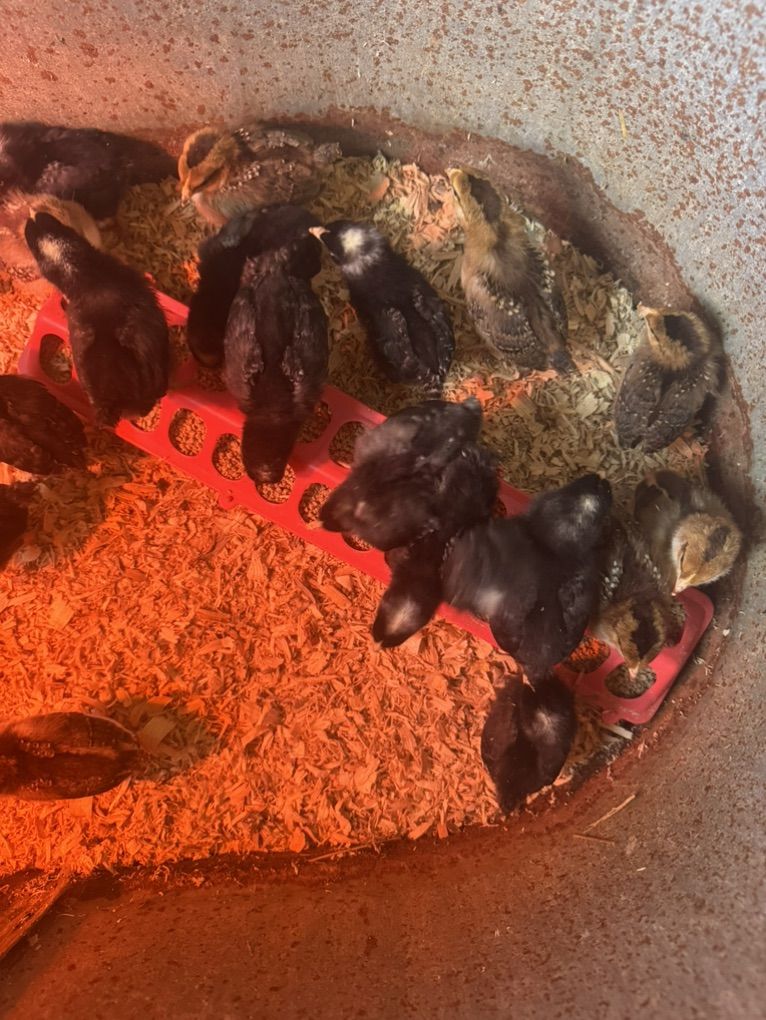Speckled Sussex And Barred Rock Pullet Chicks