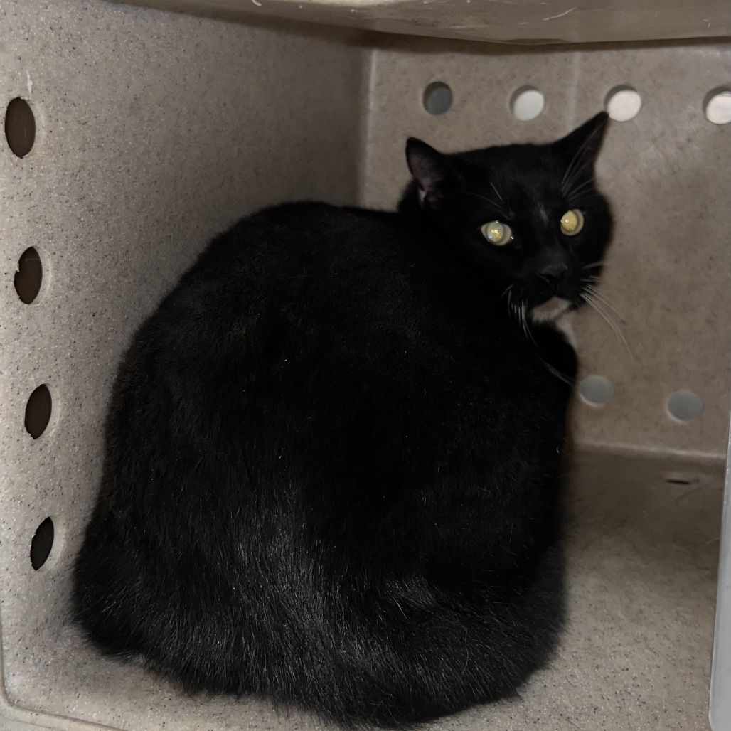 Hello my name is Shadow