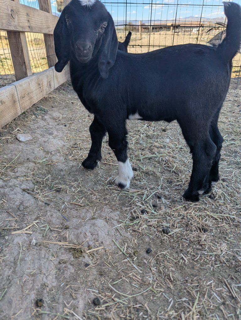 4-H Wethers • Doelings • Bottle Babies