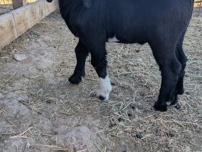 4-H Wethers • Doelings • Bottle Babies