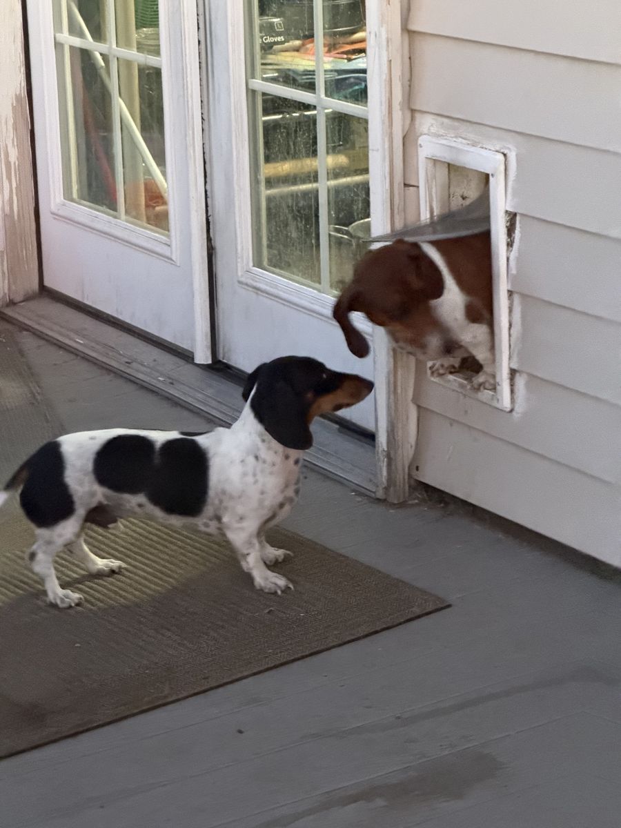 Two miniature Dachshunds