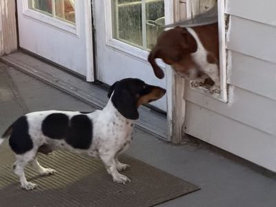 Two miniature Dachshunds