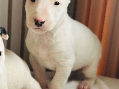 Pure Bred Bull Terriers