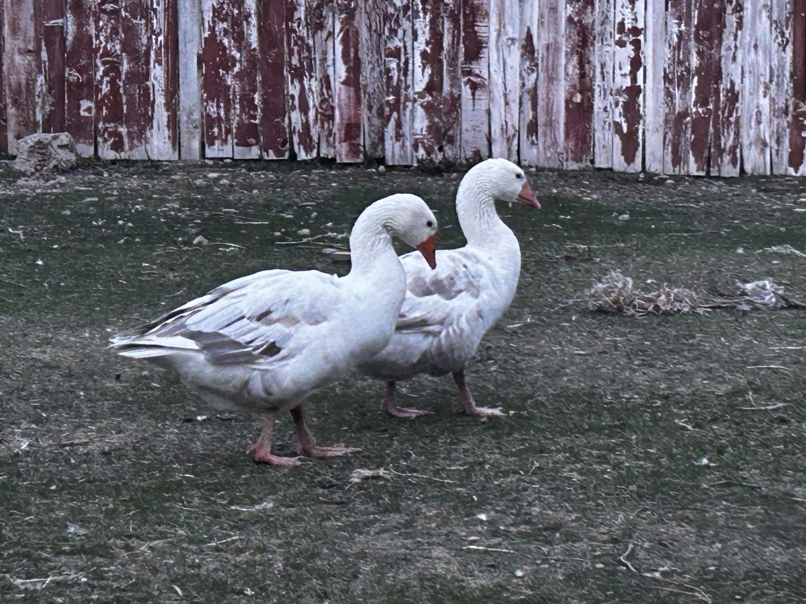 Pilgrim Geese