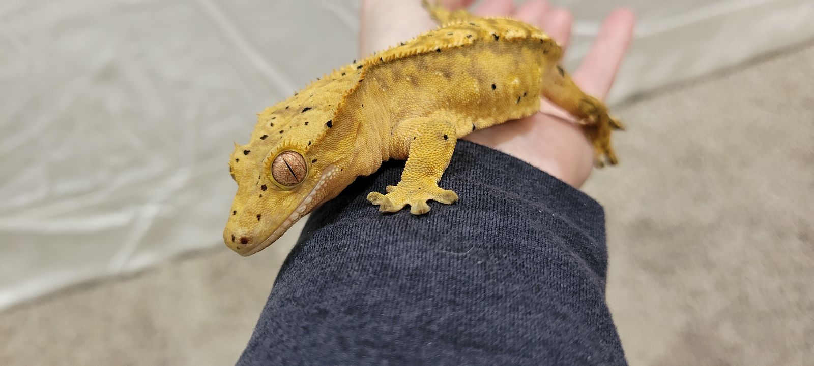 Baby Female Flame-Dalmation Crested Gecko