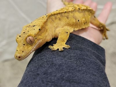 Baby Female Flame-Dalmation Crested Gecko