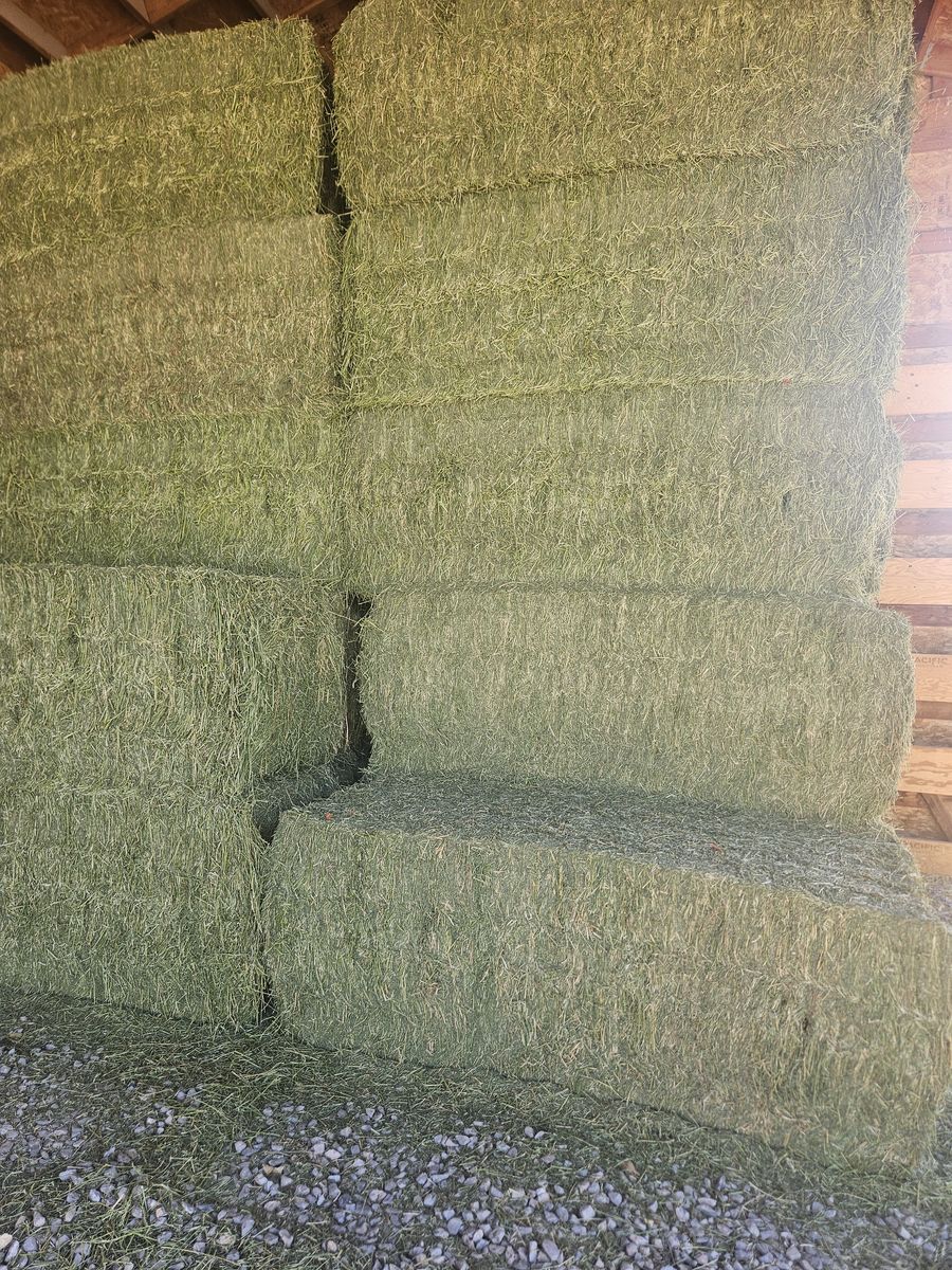 Alfalfa Hay 3x3x8