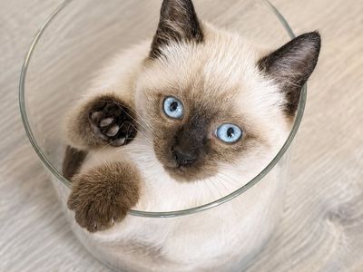 Adorable Male Siamese Kitten