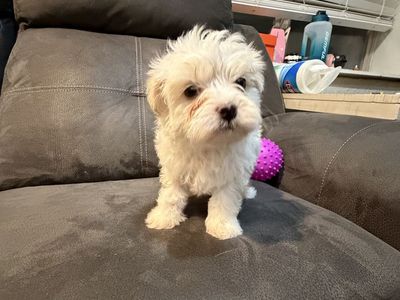 Maltese puppies for sale