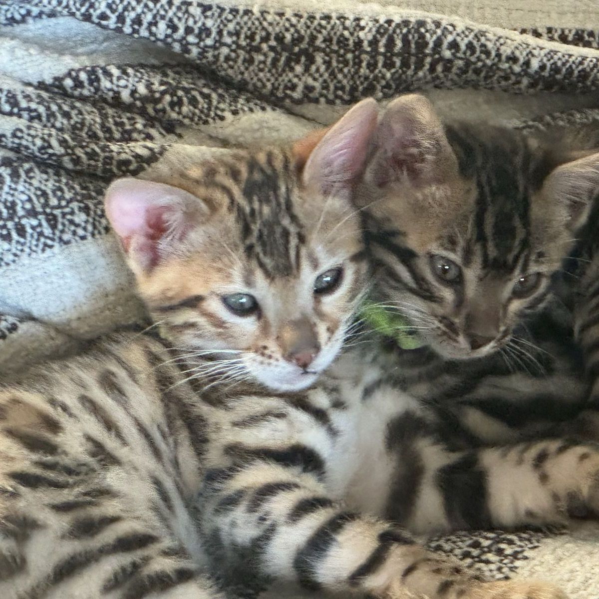 Pure Bred Bengal Female