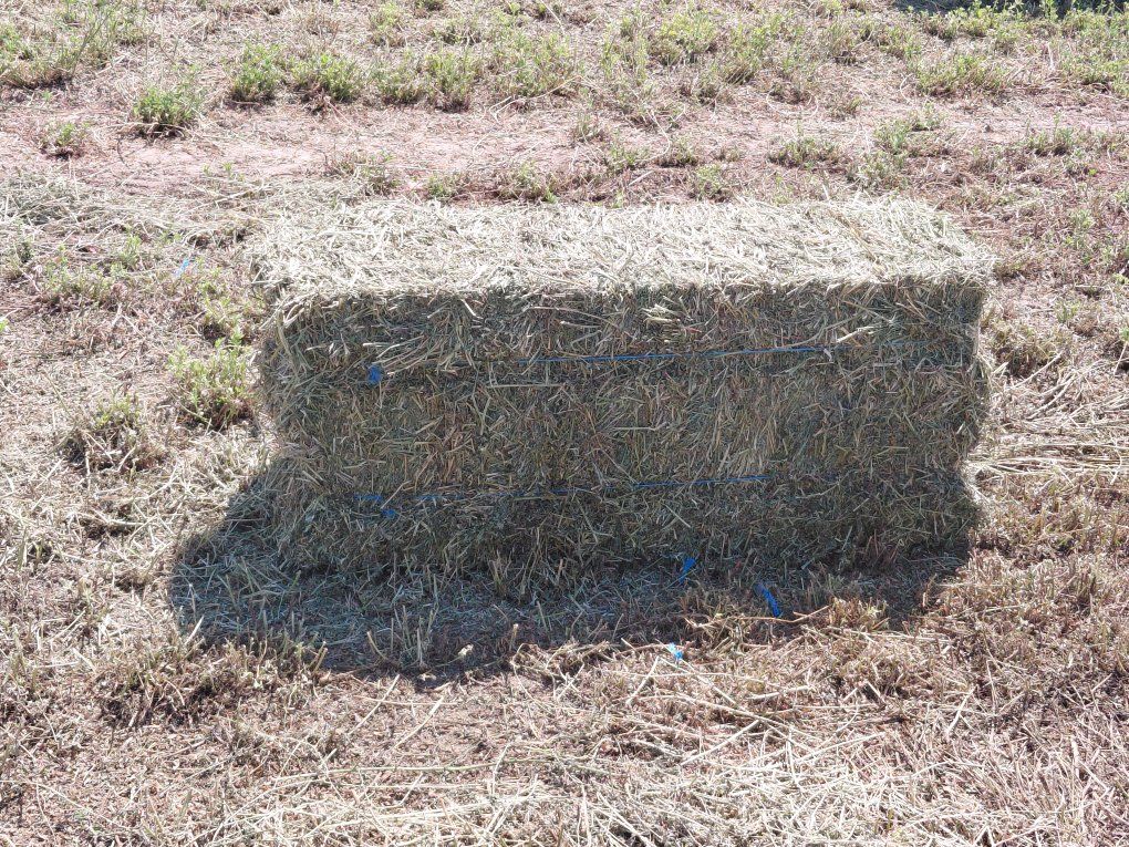 Freshly Harvested Alfalfa Hay Bales - Local Farm Produce