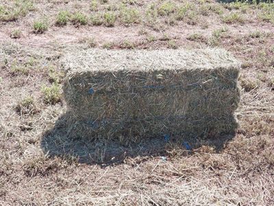 Freshly Harvested Alfalfa Hay Bales - Local Farm Produce