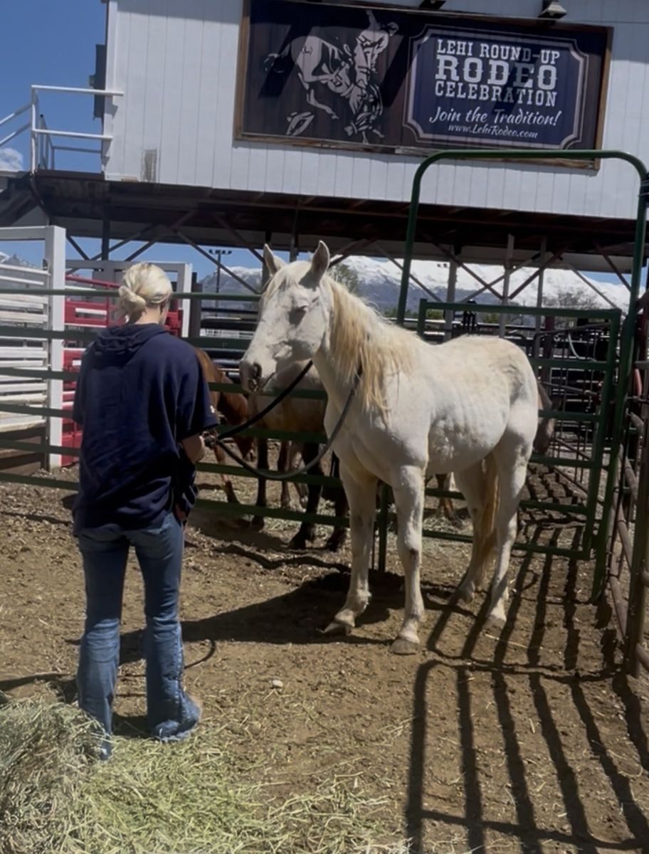 Part draft yearling colt