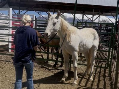 Part draft yearling colt