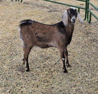 Registered Nubain Buck