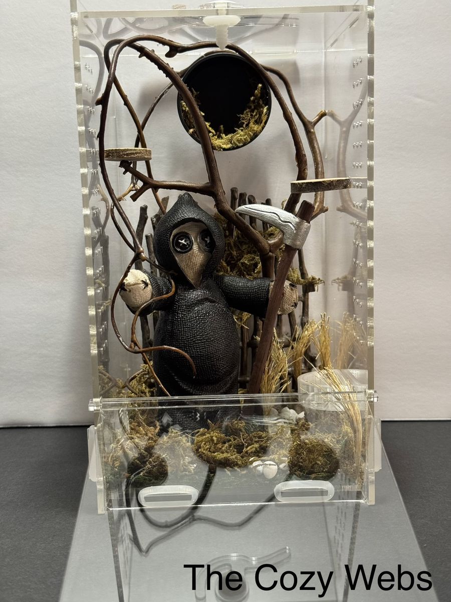 Grim reaper Jumping spider Enclosure