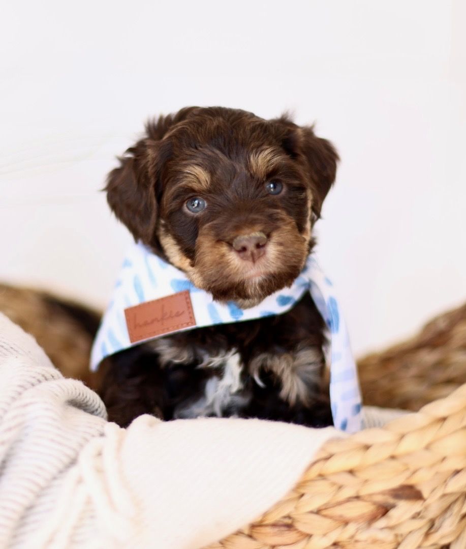 Mini Australian Mountain Doodles