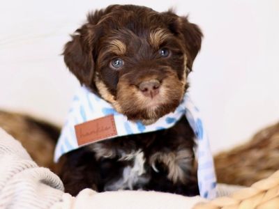 Mini Australian Mountain Doodles