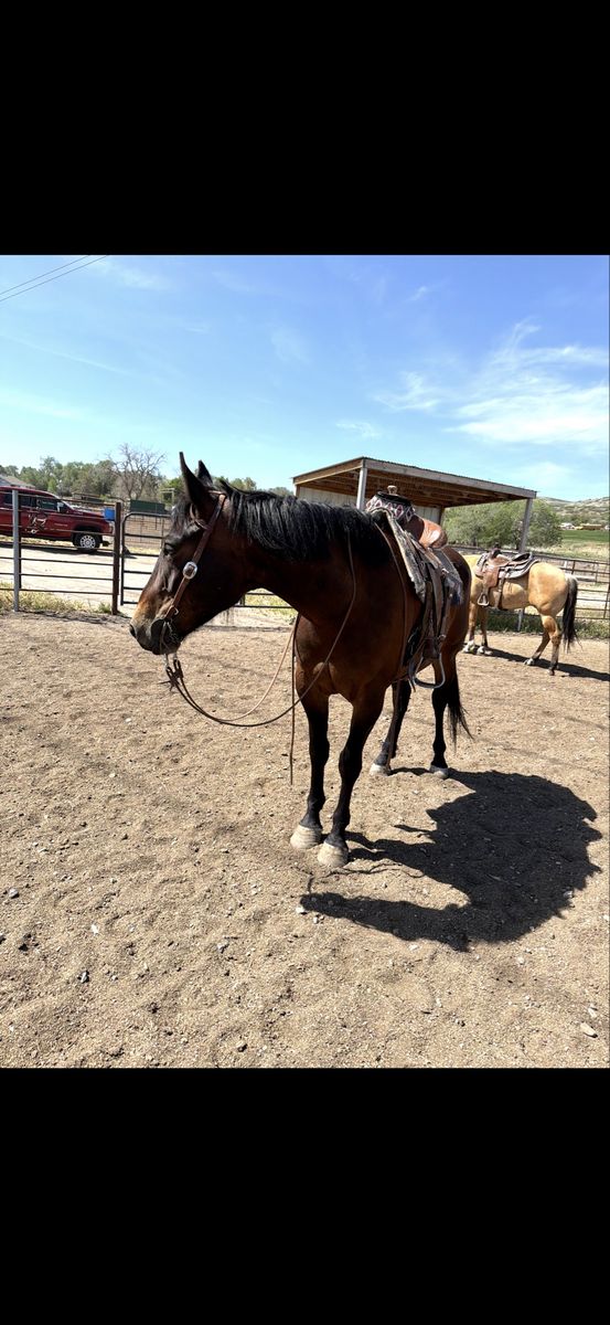 5 yr old half draft